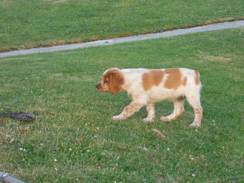 Junior du chène de sophie
