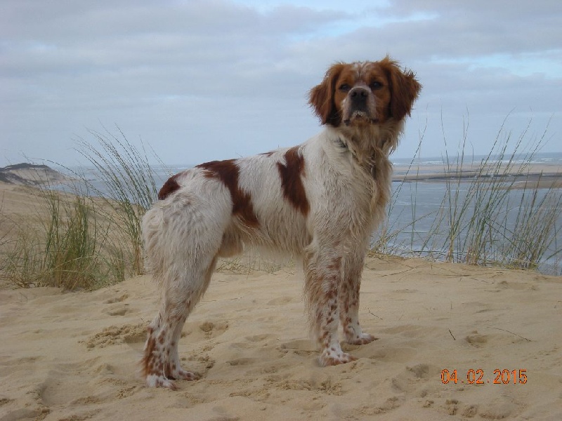 Irish du chène de sophie