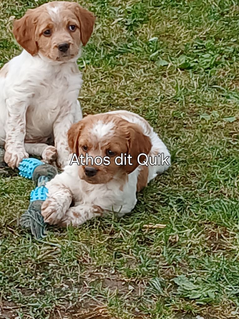 Atos dit quik du chène de sophie