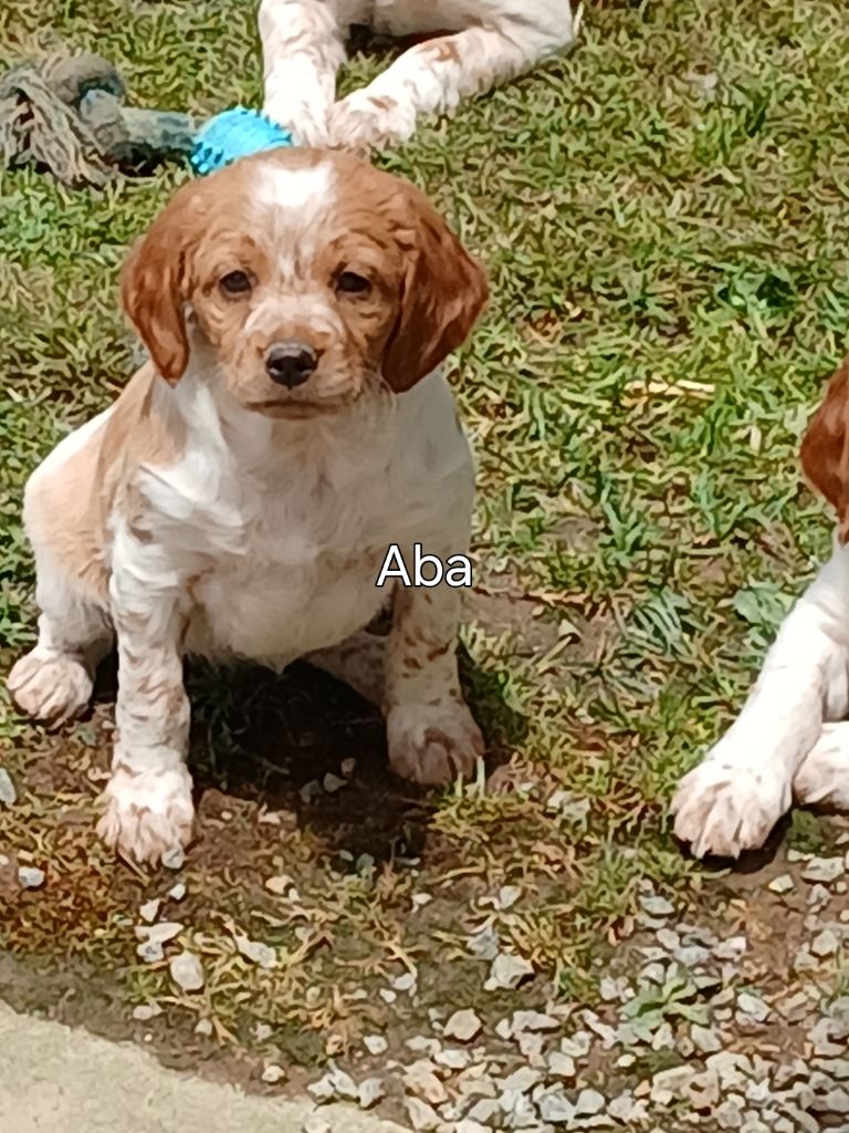 Aba du chène de sophie