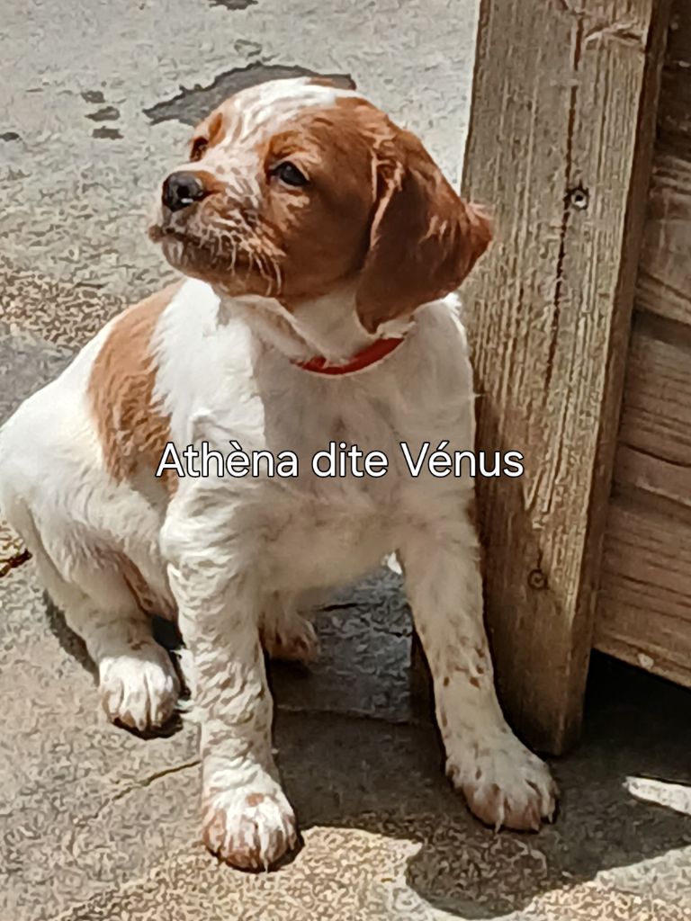 Athéna dite vénus du chène de sophie