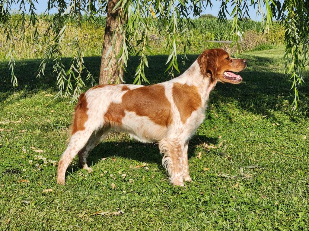 Unik du chène de sophie