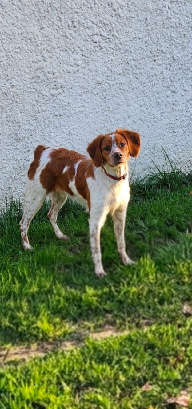 Asha du chène de sophie