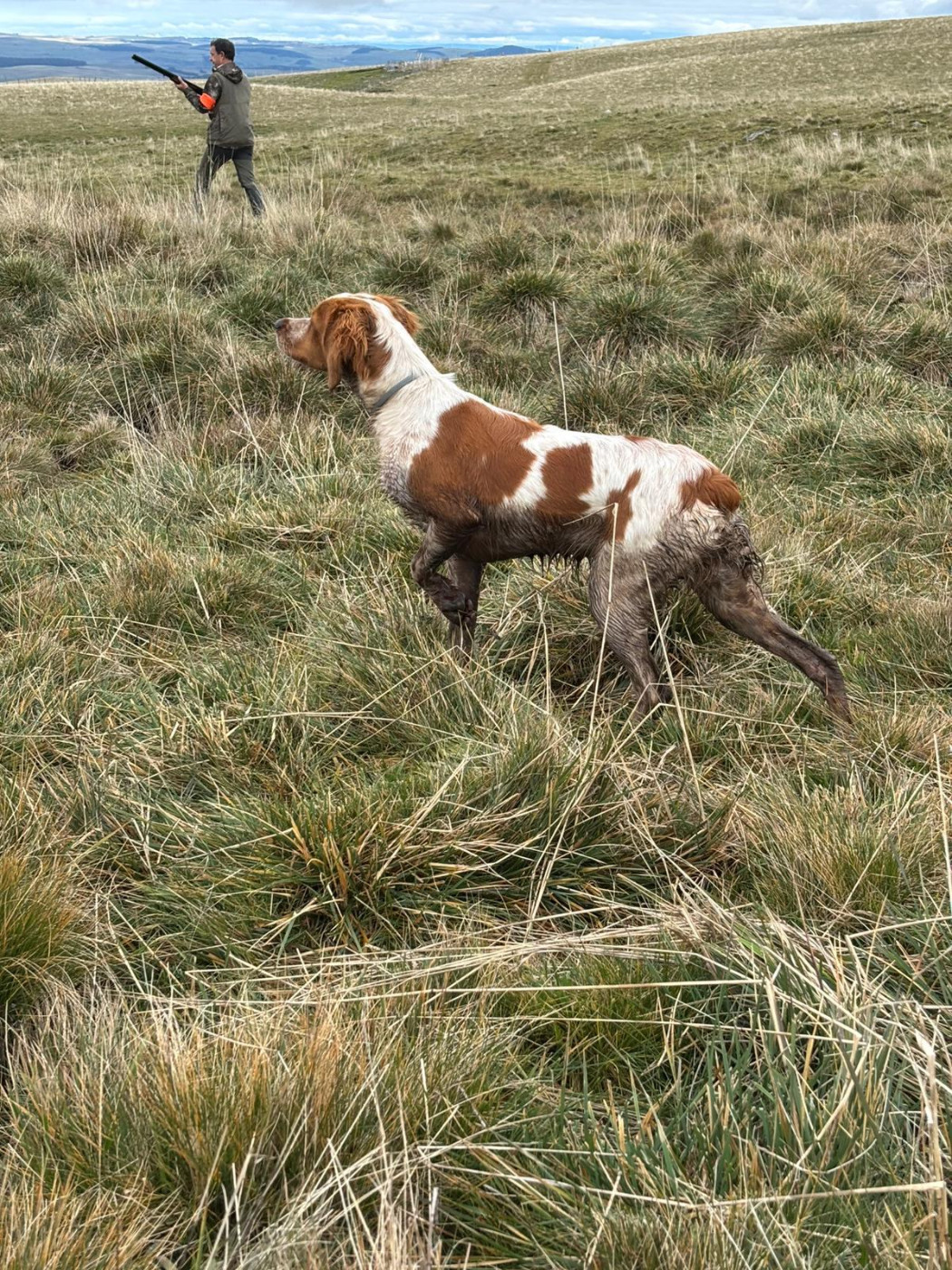 Athéna dite vénus du chène de sophie