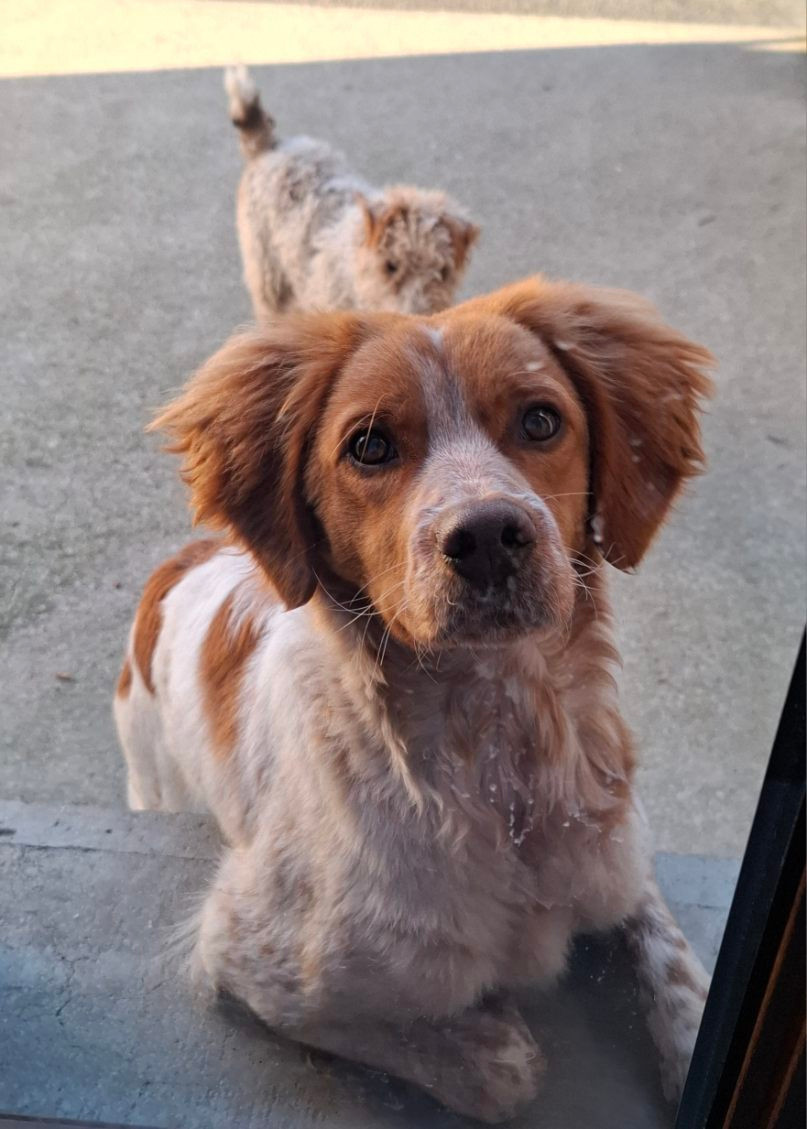 Alya du chène de sophie