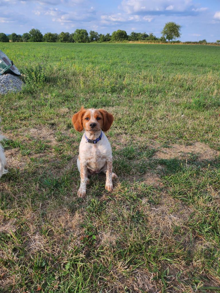 Akéla du chène de sophie