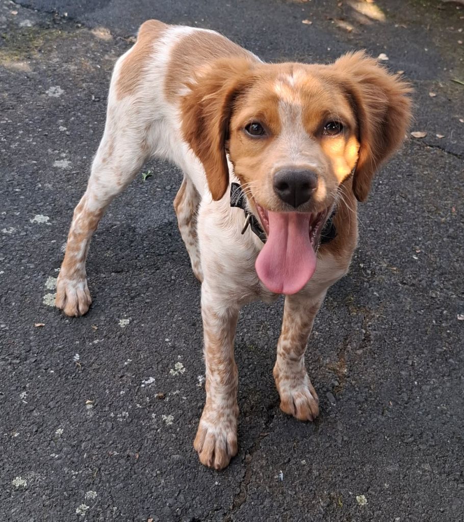 Alya du chène de sophie