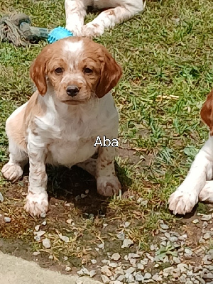 ABA