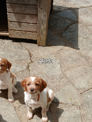 AKELA