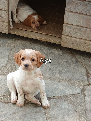 ALYA