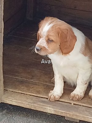 AVA