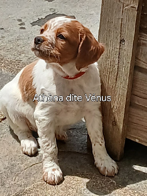Athéna dite Vénus