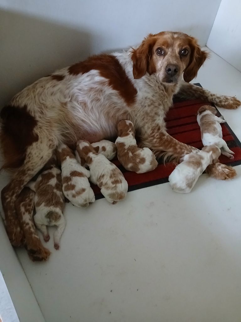 Chiot Epagneul Breton du chène de sophie